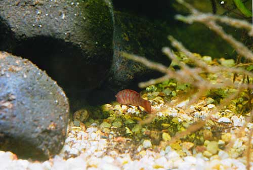Badis badis