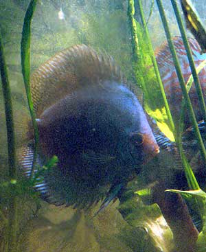Paletki Janusza S.