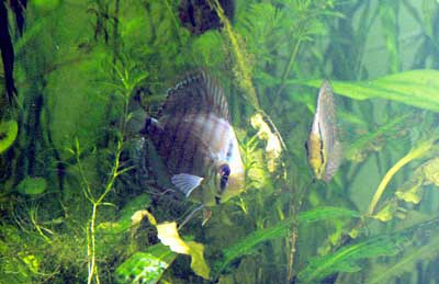Paletki Janusza S.
