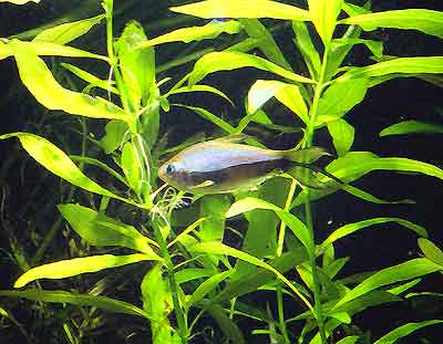 Tetra cesarska (samiec)